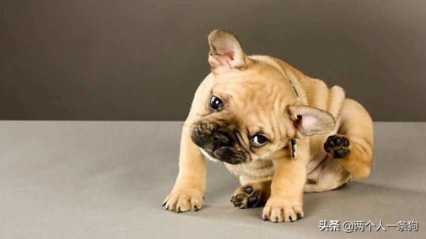 潮湿天气会引起支气管炎,下雨天预防狗狗感冒的方法