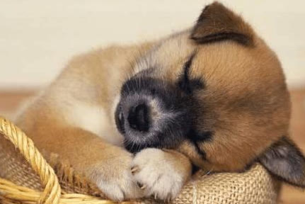 狗子挑食不吃饭怎么办是生病了吗,狗子挑食怎么处理最有效