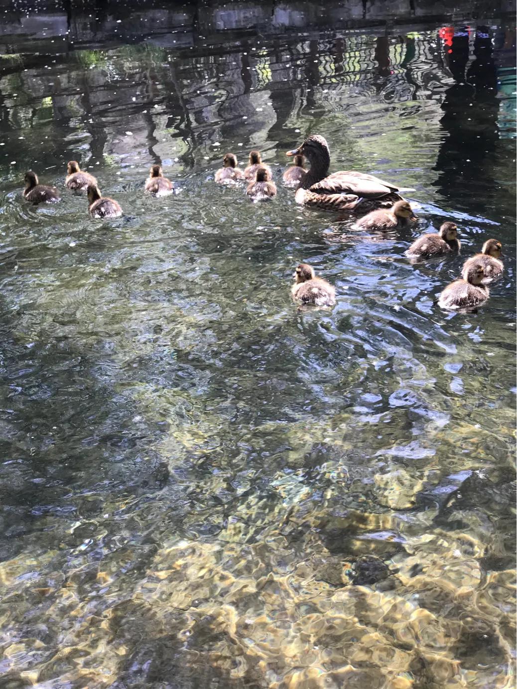 水磨沟公园今天开吗,水磨沟公园别墅