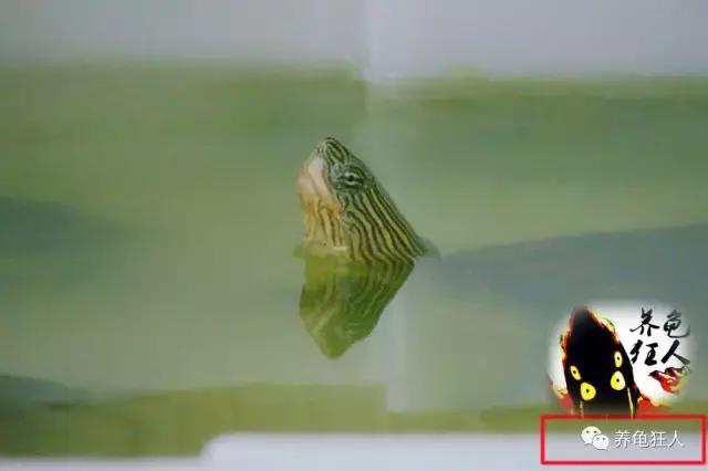 中华花龟和台湾花龟有什么区别,斑纹草龟和普通草龟的区别