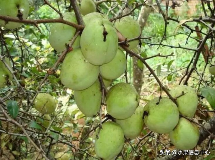 国内好吃的热带水果有哪些,小众水果推荐