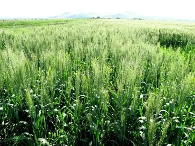 大麦若叶青汁抗癌有什么效果,大麦若叶青汁真的有减肥功效吗