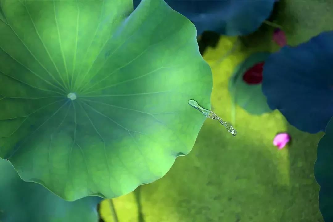 古诗词里带有夏天韵味的名字,诗词里绝美的夏天