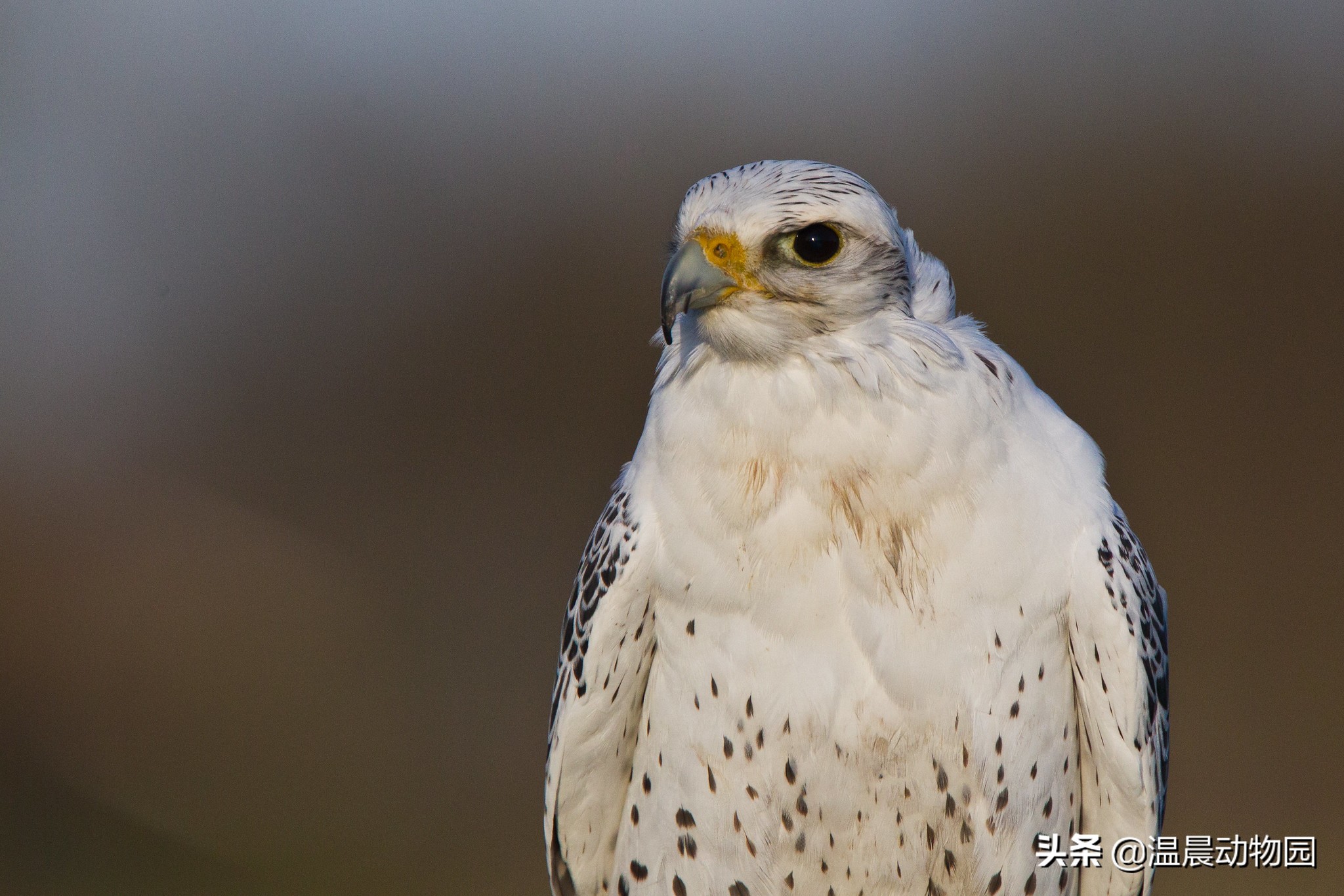 为什么海东青被称为神鸟,海东青是天空中的无敌王者吗