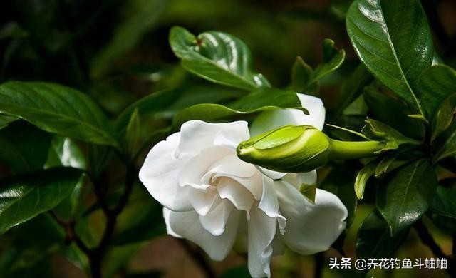 栀子花叶片发黄多久可以恢复,栀子花光照充足还是黄叶