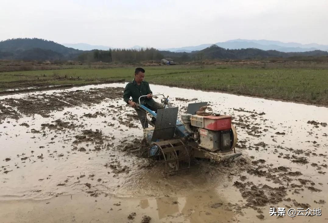 稻螟虫危害方式,稻田中螟虫的防治小妙招