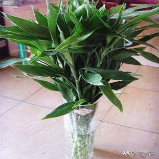 富贵竹黄叶用什么解决,富贵竹总黄叶