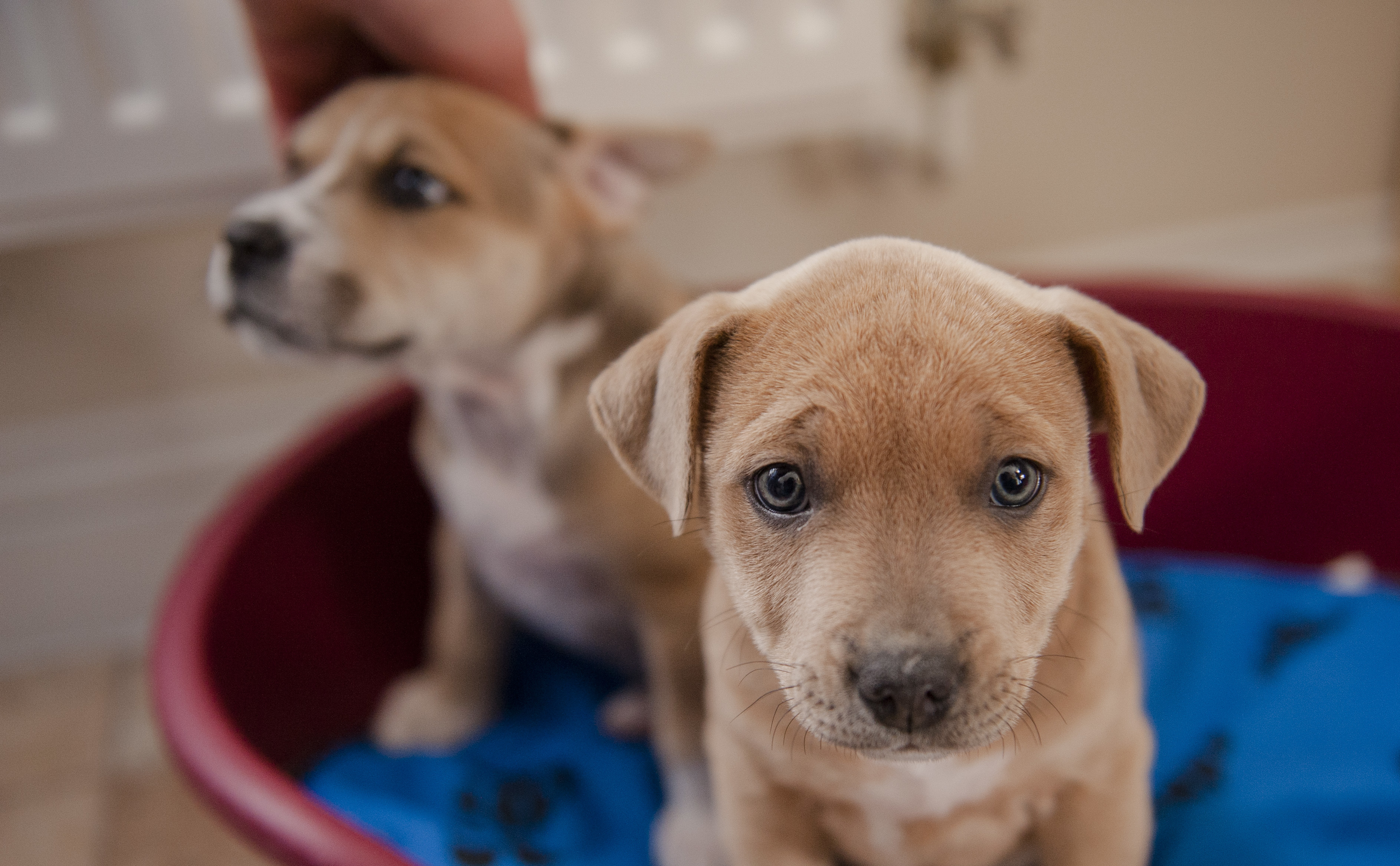 成年犬可以抵抗细小病毒吗,犬细小病毒一般狗狗都有吗