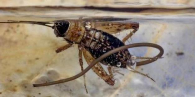 “憨憨”蛇将尾巴当美餐吞掉，这不是饿昏眼，有可能是吃饱了撑的