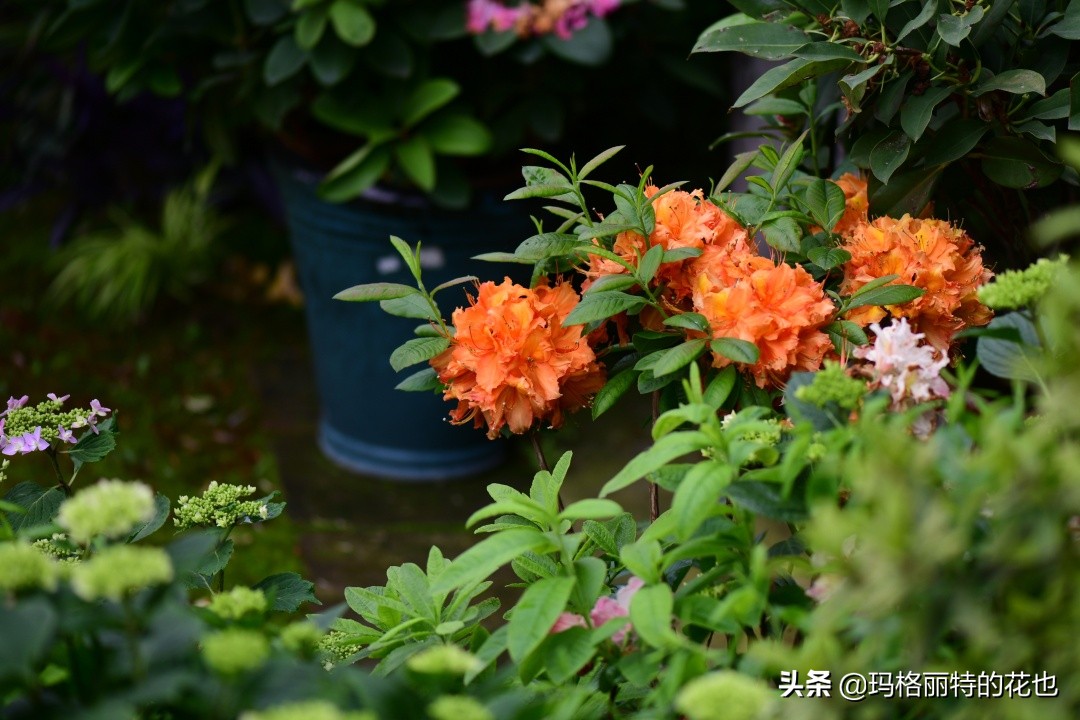 河马花园植物大全,荷马花园的月季
