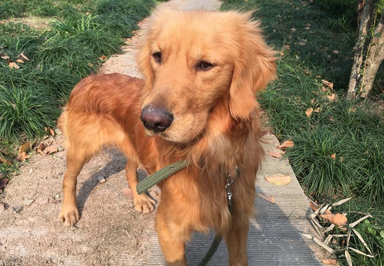 狗狗怎么增肥金毛,金毛偏瘦如何养胖吃得也多