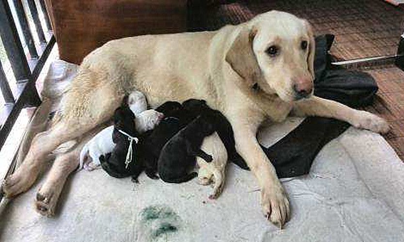 怎么判断母狗有没有做绝育,母狗如何判断有没有做绝育