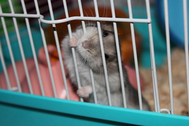 调皮仓鼠爱磨牙，化身磨粉机器，一晚上磨出半盆鼠粮粉