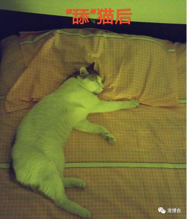 猫猫能舔到全身吗,如果舔猫一口猫会怎样