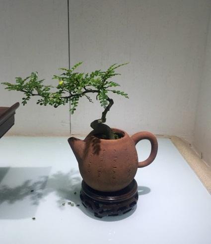 盆景美不胜收,盆景艺术巧夺天工