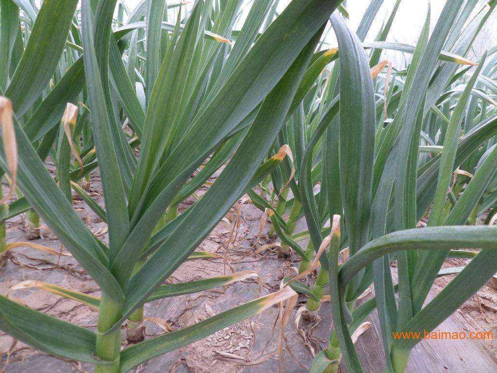 作物磷酸二氢钾使用方法,磷酸二氢钾在农作物上的使用方法