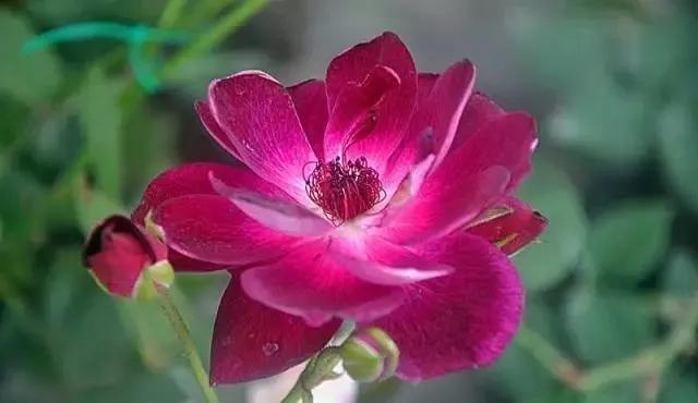 每天学习一点点——100种玫瑰品种科普