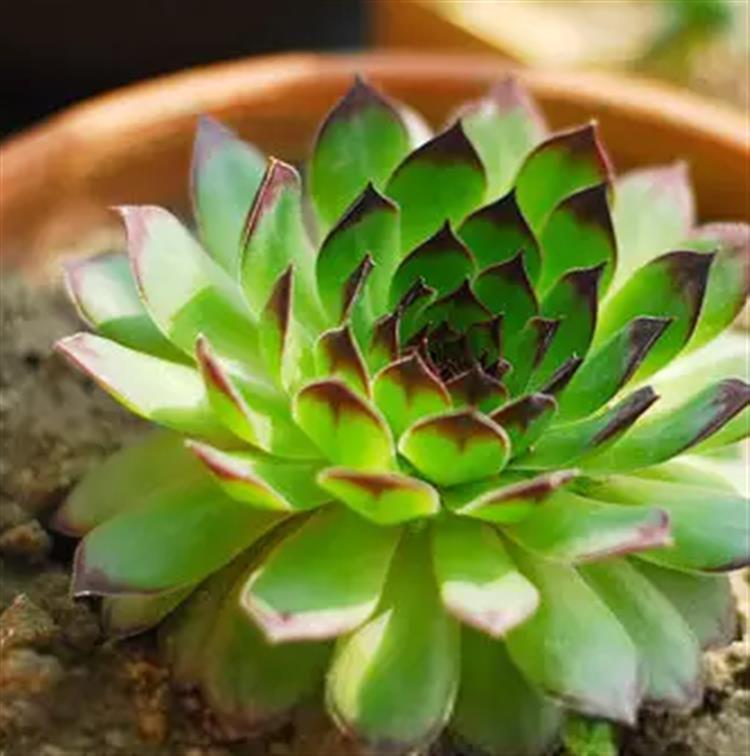 多肉穿裙子了是咋回事,观音莲多肉穿裙子了怎么拯救