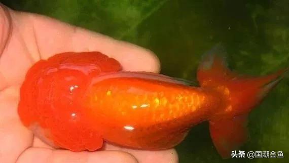 鱼缸多少鱼可以旺财运,养鱼是否旺财运和运气