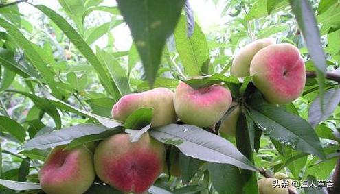 桃子树如何才能让果变甜,桃子树结满密密麻麻的桃子怎么办