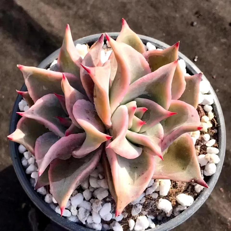 多肉白饺子皮值得买吗,多肉饺子皮价格