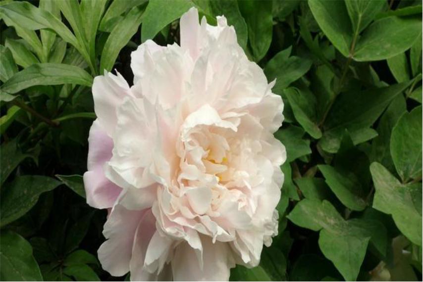 芍药花适合室内养殖吗北方,如此艳丽的芍药花你会养吗