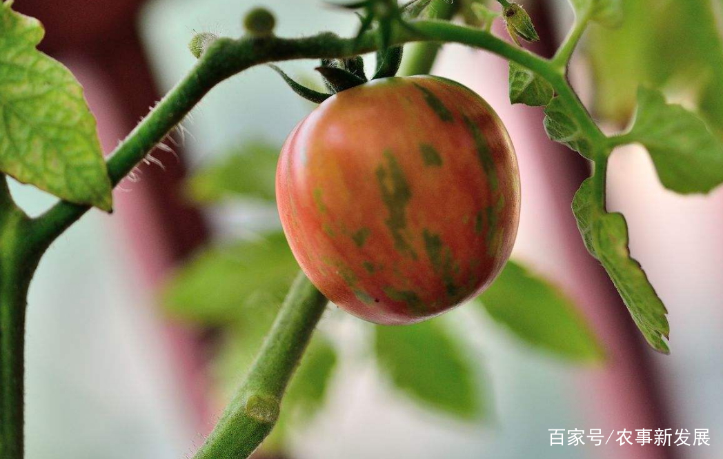 桃花褐腐病怎么防治,幺妹说农村事亮点