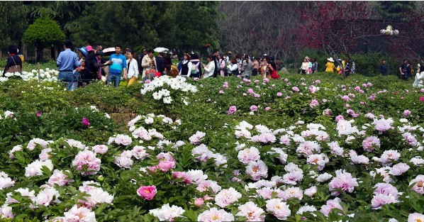 日本的国花是菊花还是樱花,日本国花到底是樱花还是菊花