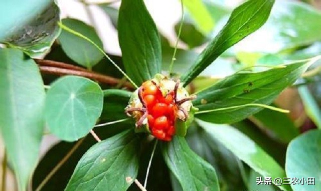 最珍贵的七叶一枝花,七叶一枝花价值5000万