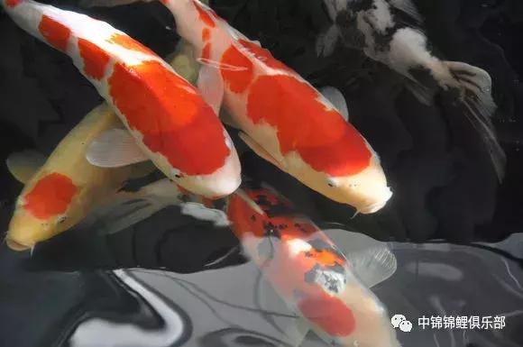 新手养锦鲤养多大的鱼,新手入门养锦鲤鱼