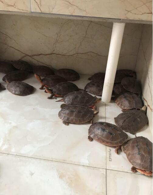 龟总打架怎么解决,龟打架要及时分开吗