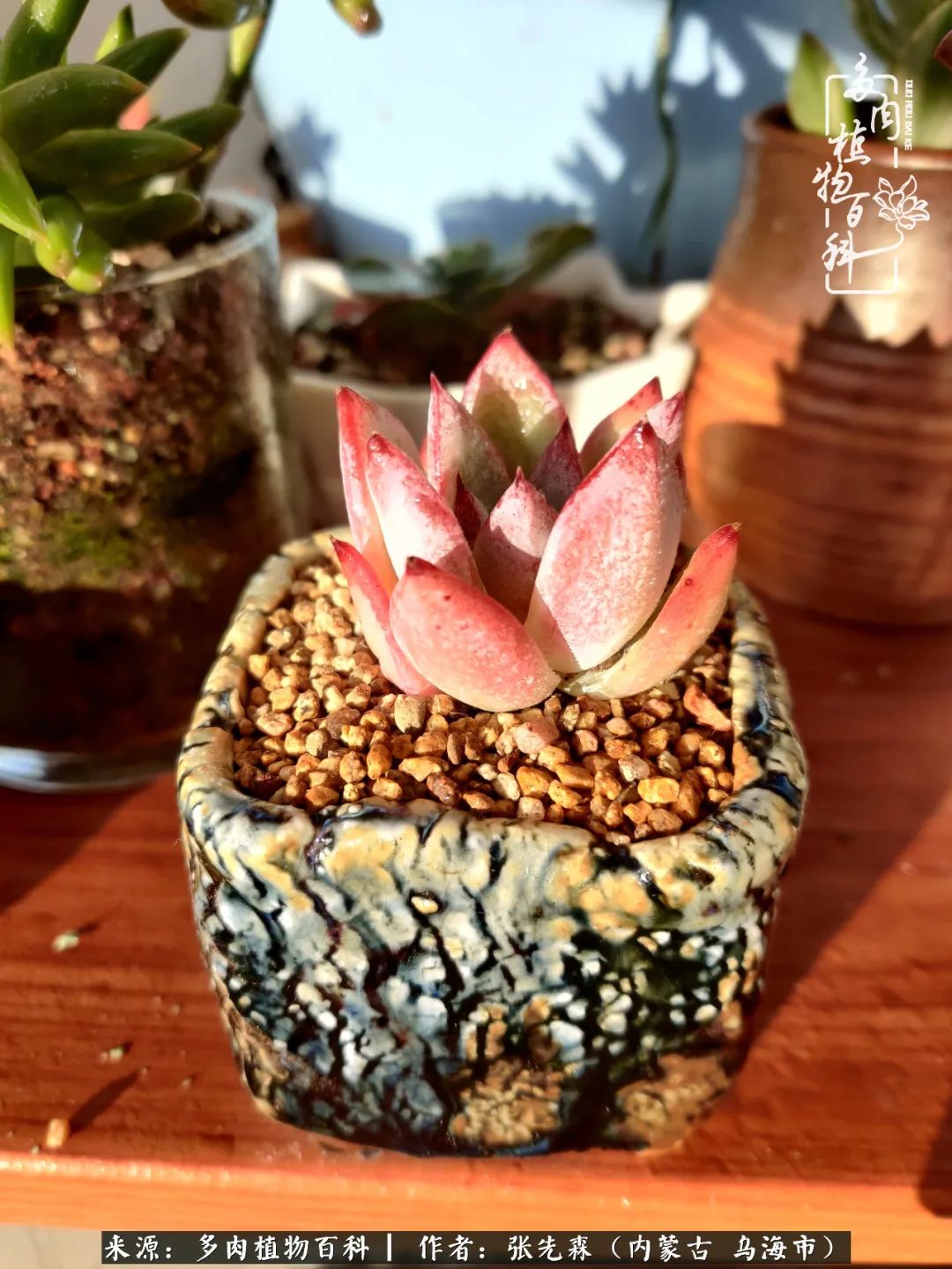 吸取教训，不断探索，英语老师的多肉碎碎念