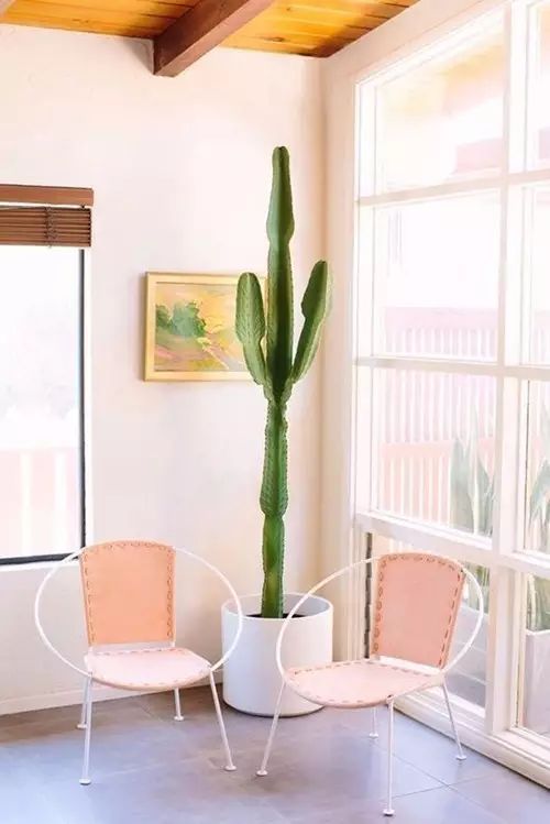 吸甲醛吸苯植物十大排行榜,什么绿色植物吸甲醛和苯