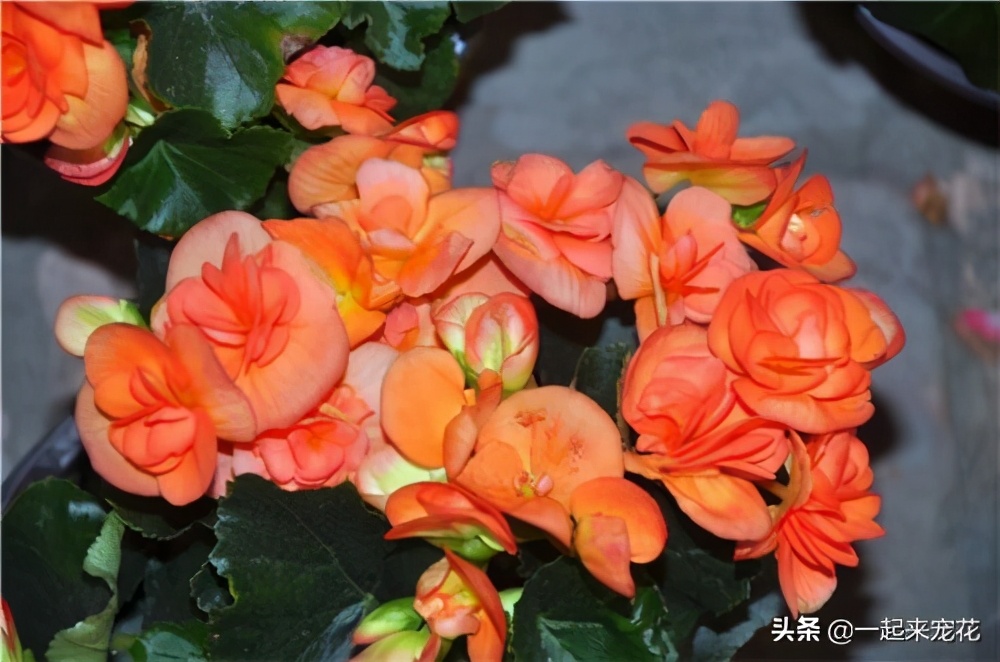 四季海棠开花后的修剪方法图解,四季海棠花开花时候可以扦插吗