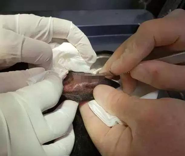 狗耳血肿在家治疗方法,狗耳血肿