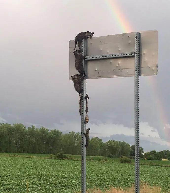 搞笑小浣熊图片,可爱的浣熊图片卡通