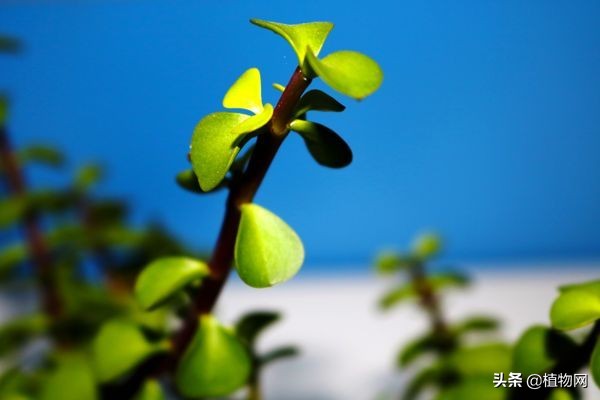 马齿苋这样做营养开胃又下饭,马齿苋怎么做好吃有什么营养