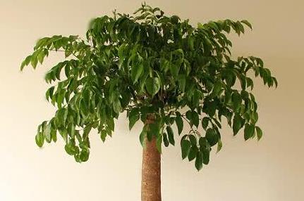 幸福树和发财树卷叶黄叶怎样养,幸福树浇油浇多黄叶掉叶怎么办