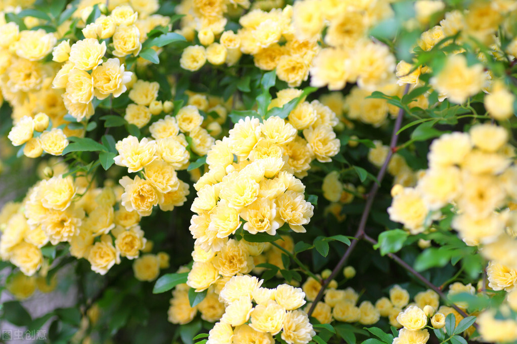 园林人需要知道的85个花卉知识,园林花卉的种类及图片