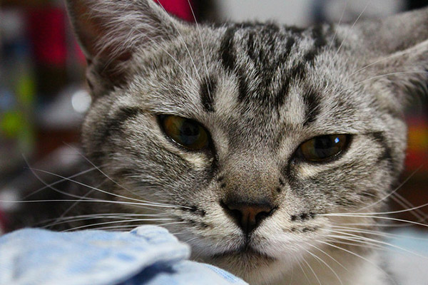 对猫过敏就不能养猫了吗,养猫对猫过敏怎么解决