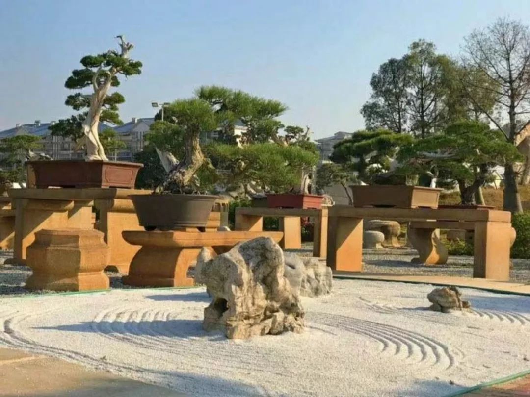 开盆景园是否赚钱,开一个盆景店赚钱吗现在