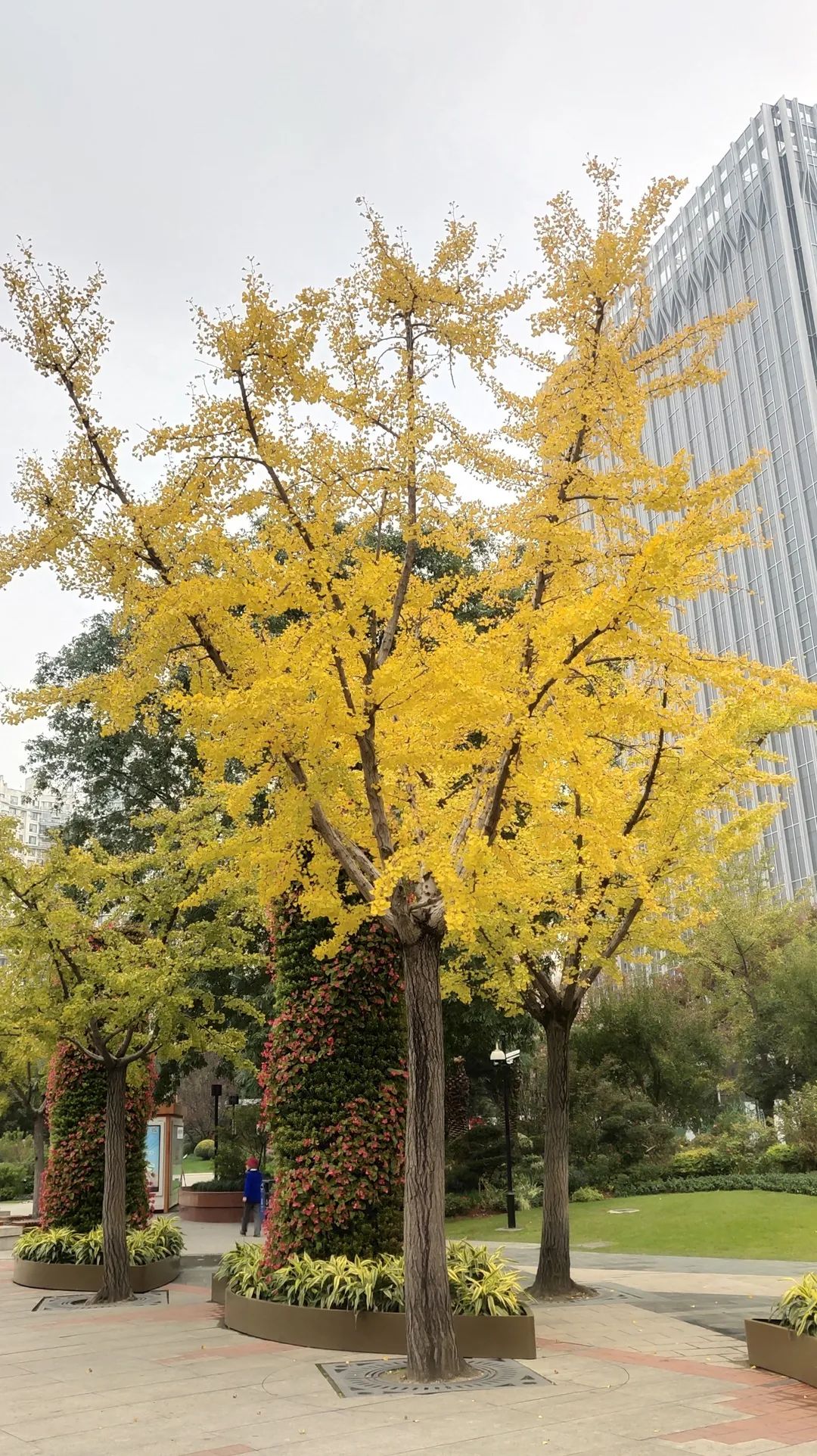 深秋回暖，安排！沪上各区的深秋美景，你准备好打卡了吗？