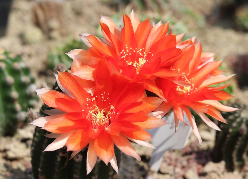 仙人球的刺会不会扎手,怎样防仙人球扎人