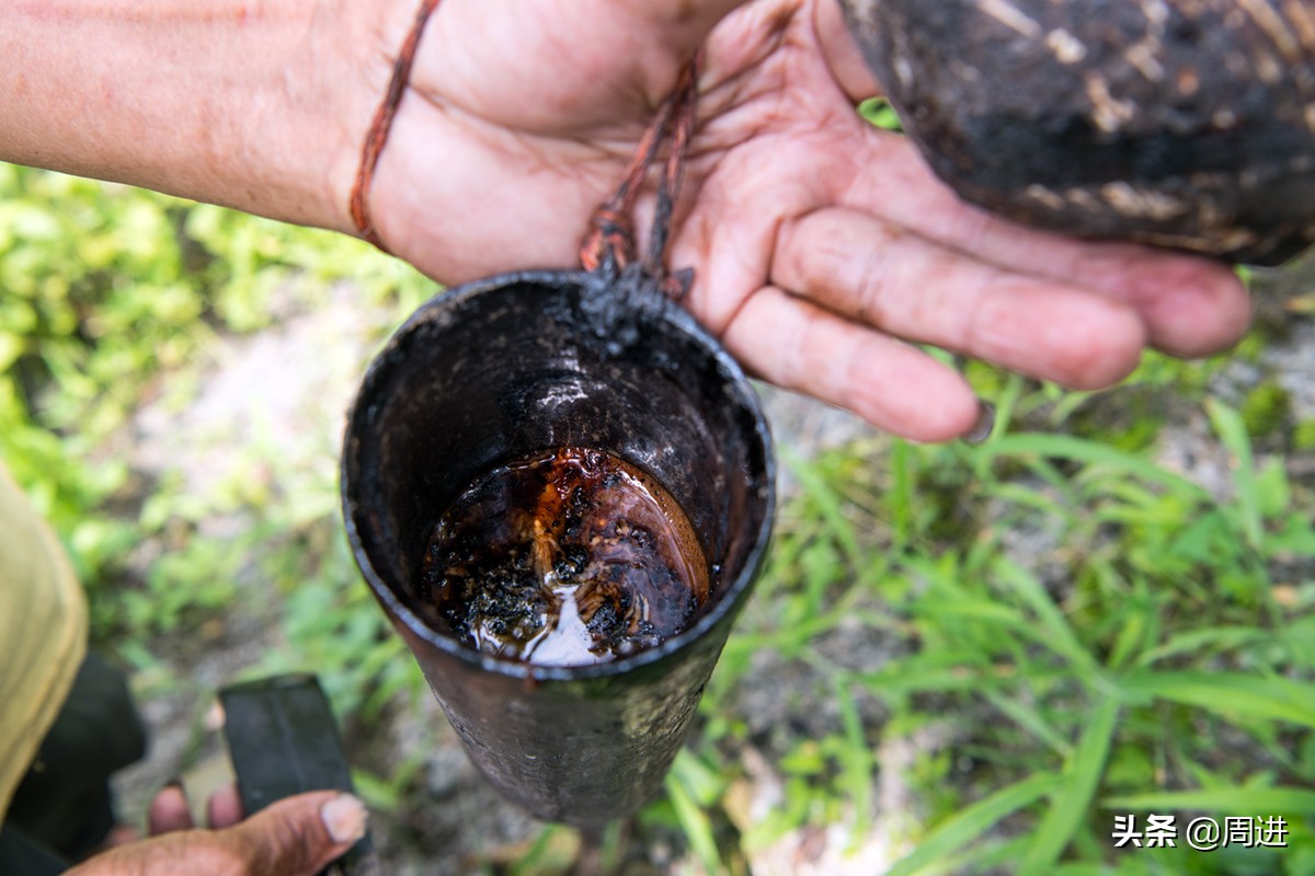 割漆因为什么让人体产生危害,漆树割漆人