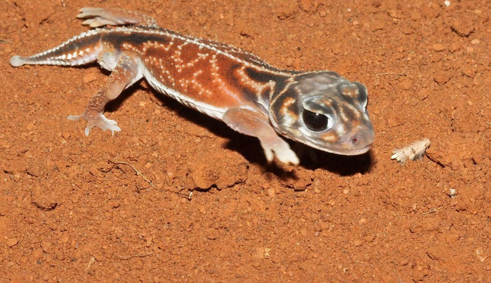 如果电鳗在一千年前灭绝了,电鳗灭绝你还能知道它会放电吗