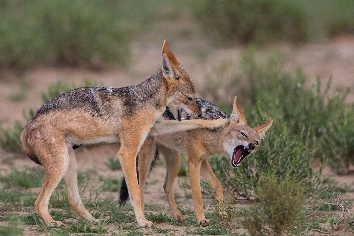 黑背豺,黑背豺哺育幼崽