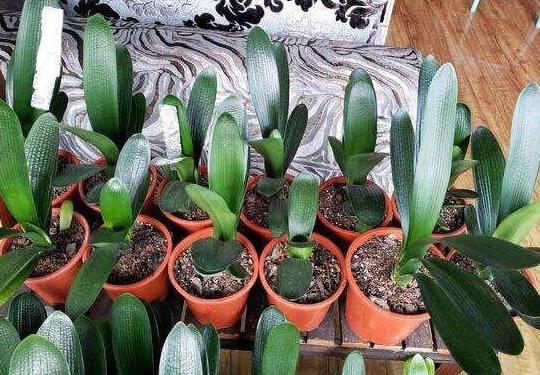 锯末发酵的养花肥料有哪些,喜欢养花就避免不了虫害