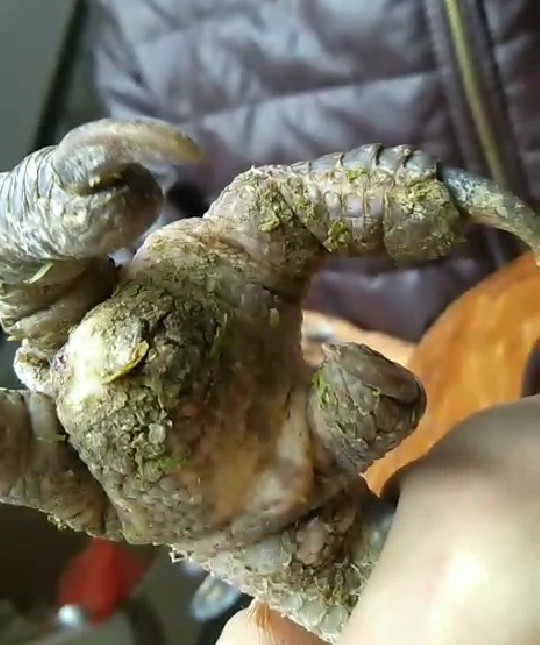 鸡葡萄球菌病治疗用药方案,鸡葡萄球菌病的病型有哪些