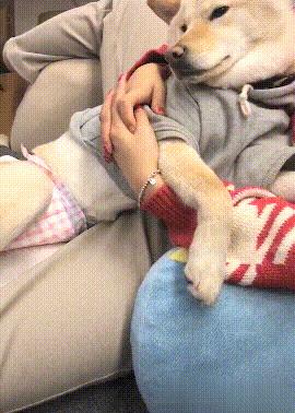 毛孩子初次发情，意外怀孕危害大！怎么办？