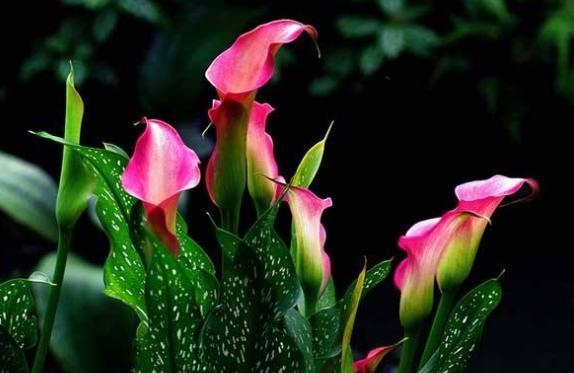 马蹄莲新芽倒伏,盆栽马蹄莲怎么养才开花